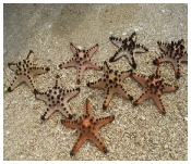 honda bay star fish